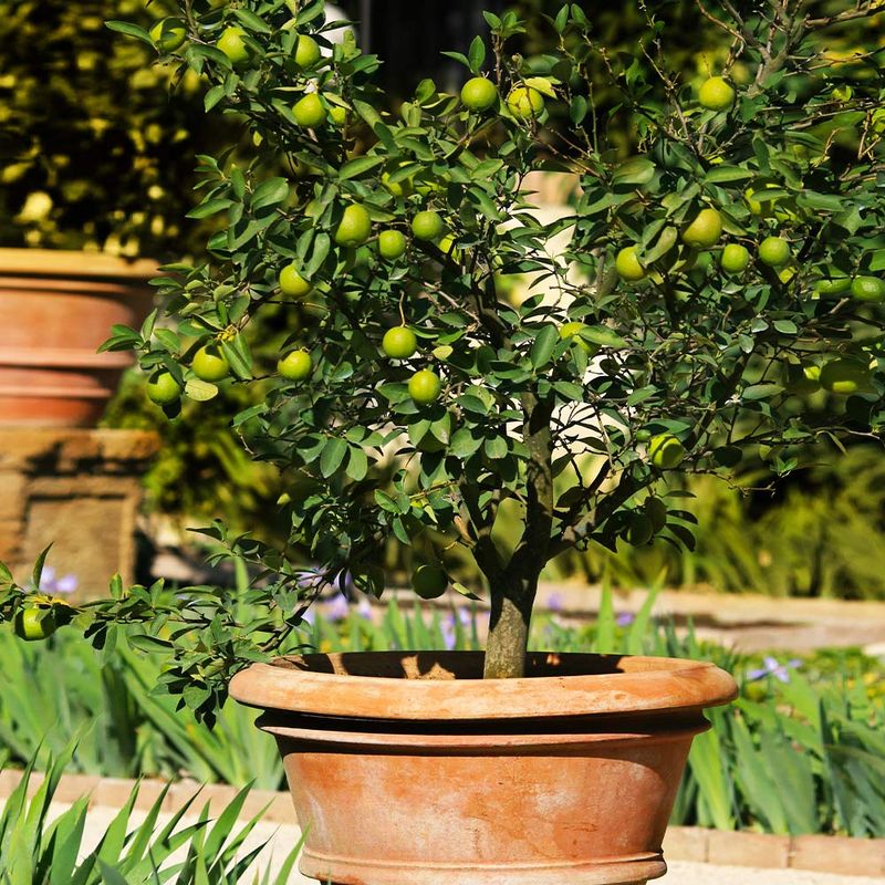 Mexican Limes Bring The Zest