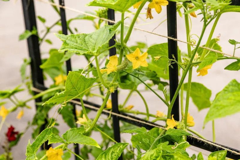Male Flowers First Often Mean The Vine Needs Time