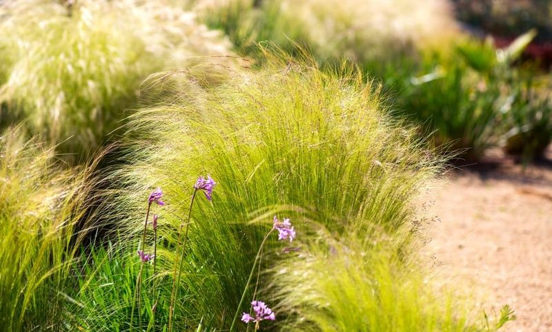 A Sunny Dry Border Can Showcase It