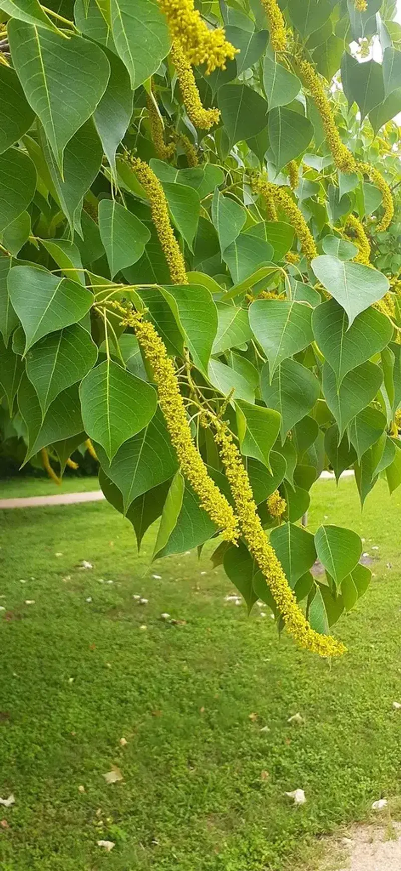 How to Recognize Chinese Tallow Before Treating It
