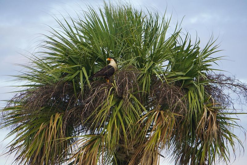 Sabal Palm: Florida's Iconic Mockingbird Dining Tree