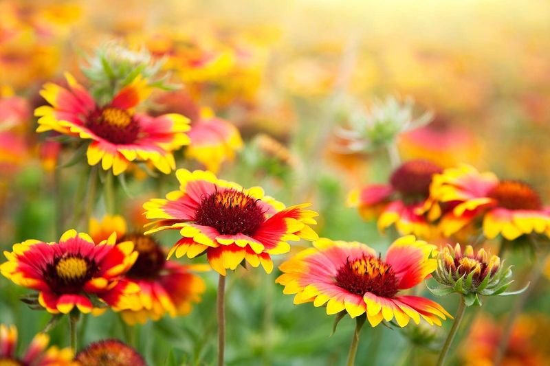 Blanket Flower Paints The Landscape With Sunset Tones