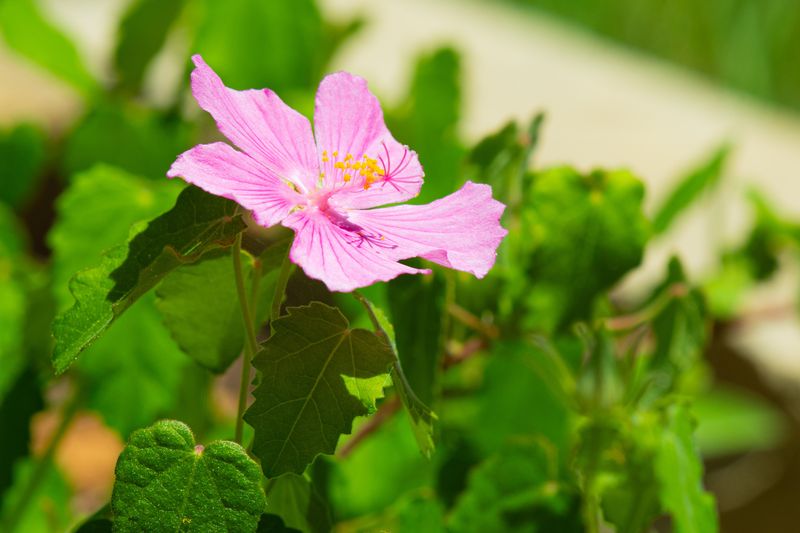 Coneflower's Rival Rock Rose Blooms Every Morning