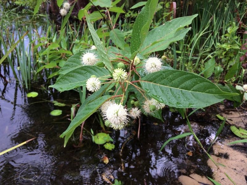 Buttonbush Thrives In Moist Spots Fireflies Love