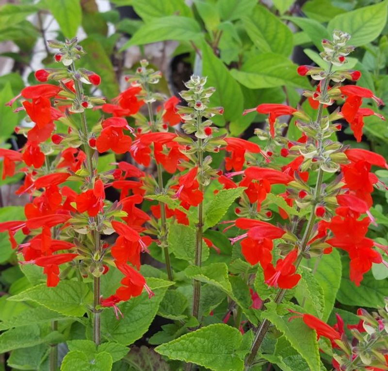 Tropical Sage Offers Reliable, Year-Round Nectar