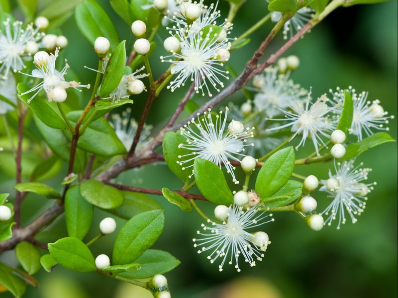 Simpson's Stopper, A Classic With Hidden Fragrance