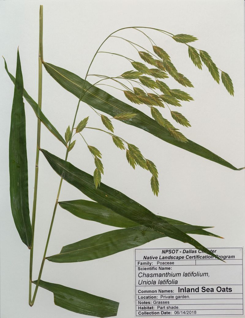 Match Inland Sea Oats to Its Documented Conditions