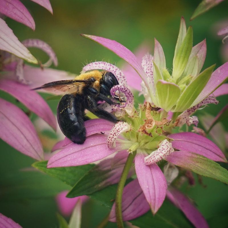 Spotted Bee Balm Offers Unconventional Charm And Pollinator Power