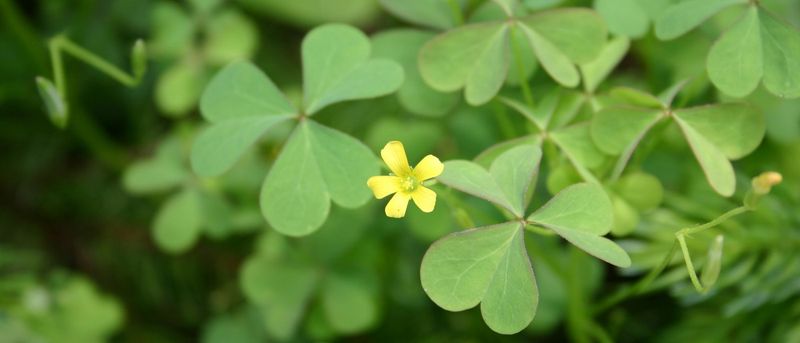 Yellow Woodsorrel Is One Possible Match