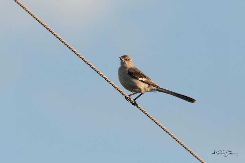 One Perch Can Serve Several Jobs
