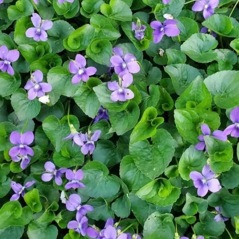 A Native Violet Still Needs Boundaries