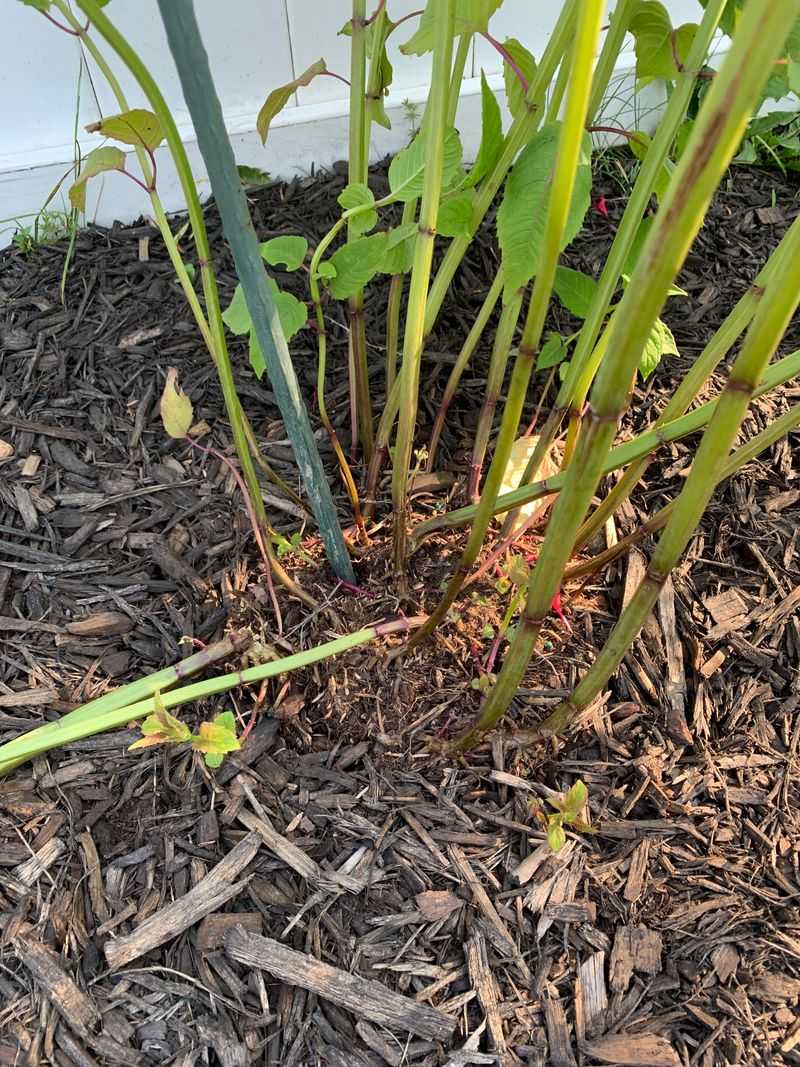 Low Light Can Stretch Stems And Reduce Flowers