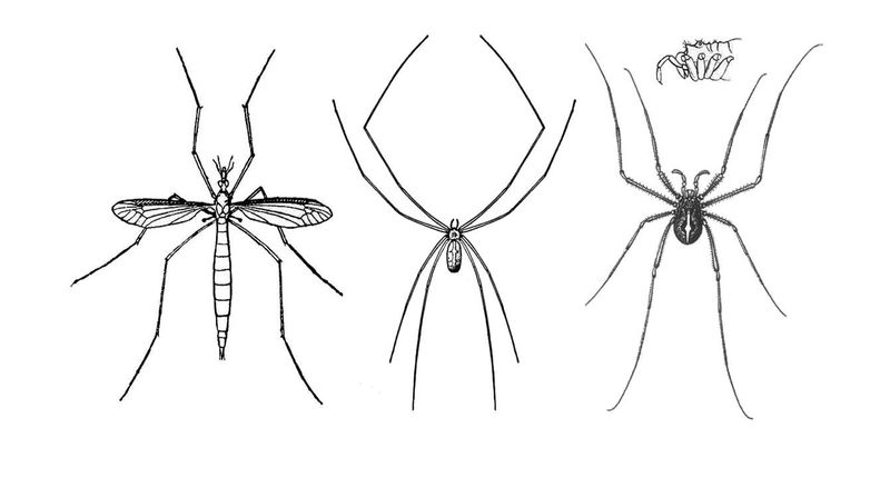 The Venomous Spider Myth Depends on the Name