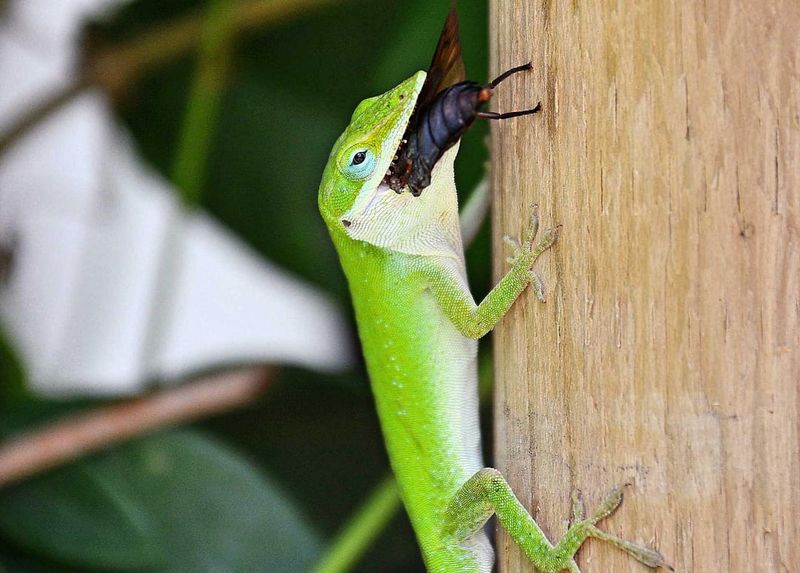 They Eat Insects, but They Do Not Control Infestations