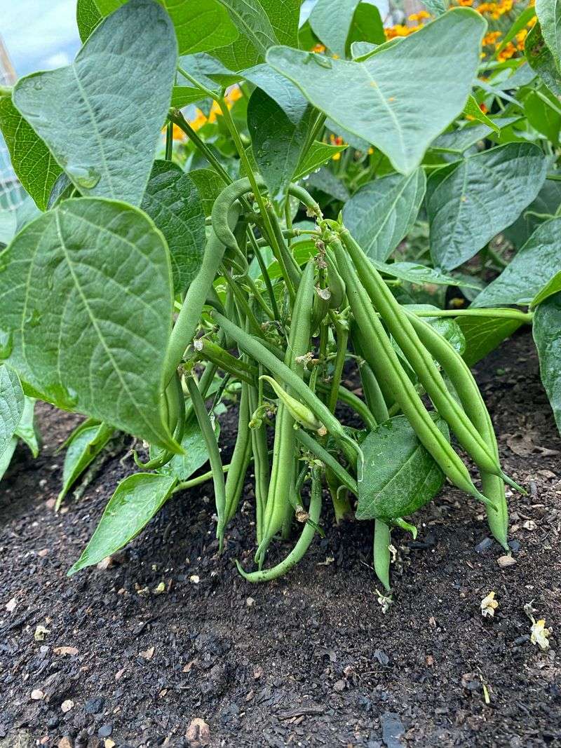 'Contender' Bush Bean: The Dependable Early Harvester