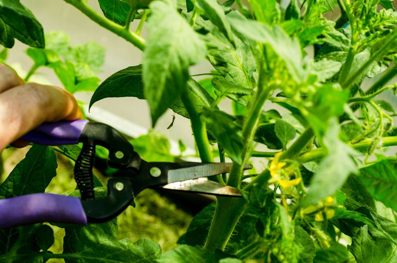 The Plant's Energy Focuses On The Fruit Already Set
