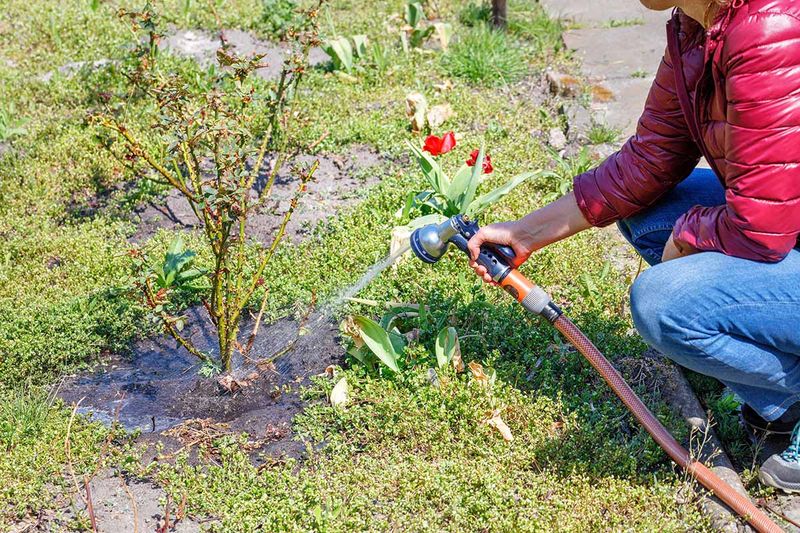 Smart Watering Beats The Summer Water Bill