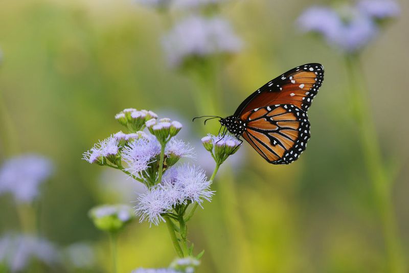 Gregg's Mistflower Offers Misty Blue For Late Pollinators