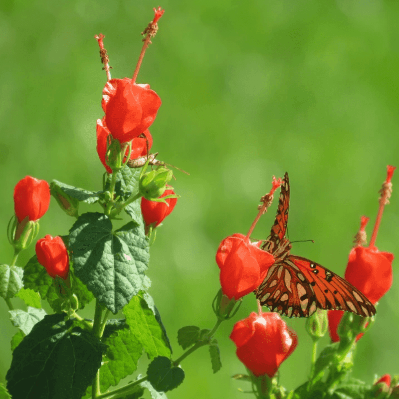 Turk's Cap Thrives In Shade And Sunlight Alike