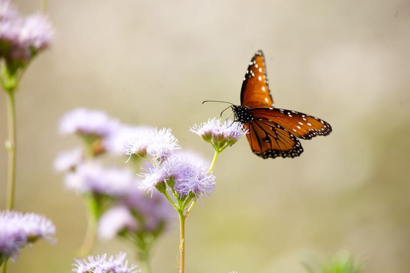 Gregg's Mistflower The Butterfly Magnet With Low Needs
