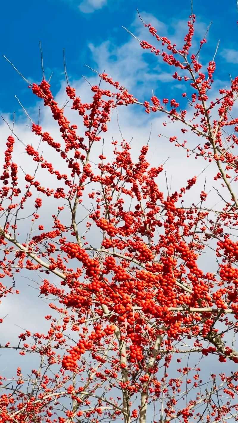 Possumhaw Holly Lights Up Winter With Dazzling Berries