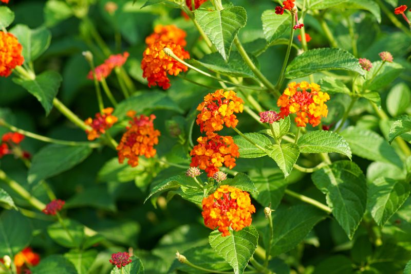 Texas Lantana Offers A Multitude Of Hues