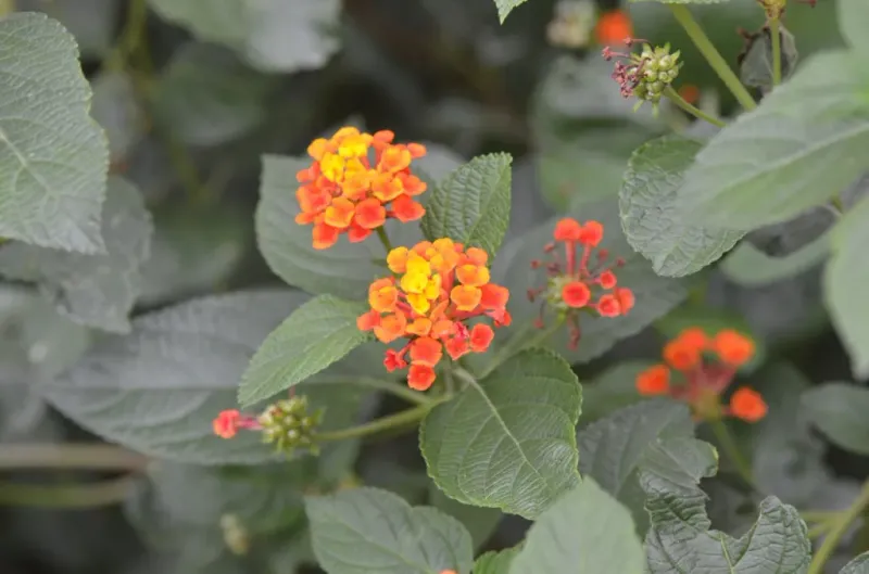Texas Lantana Laughs At The Heat