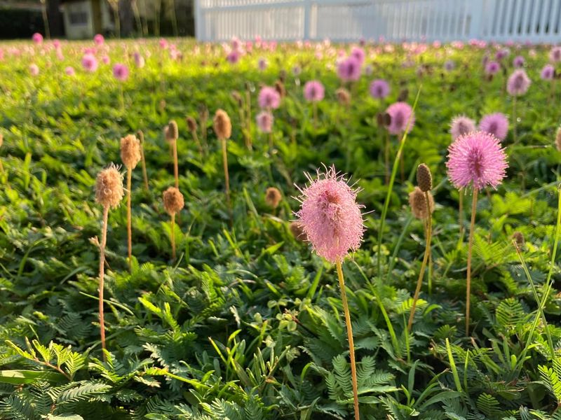 Meet Sunshine Mimosa Before You Replace The Lawn