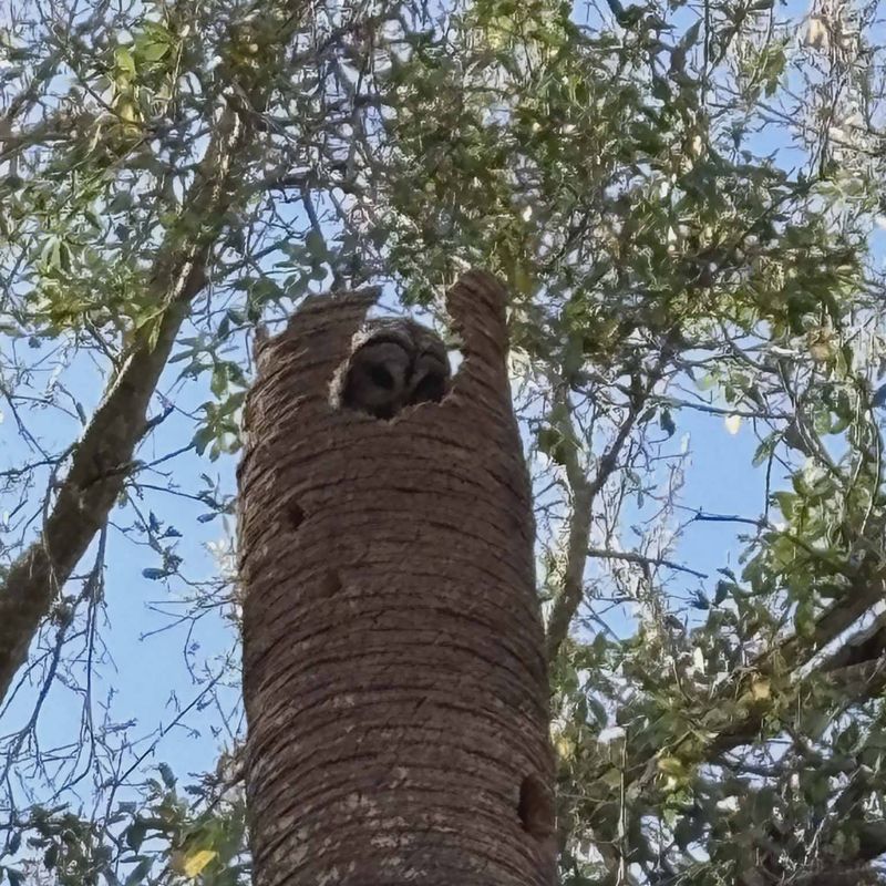 Healthy Trees Matter More Than A Nest Box