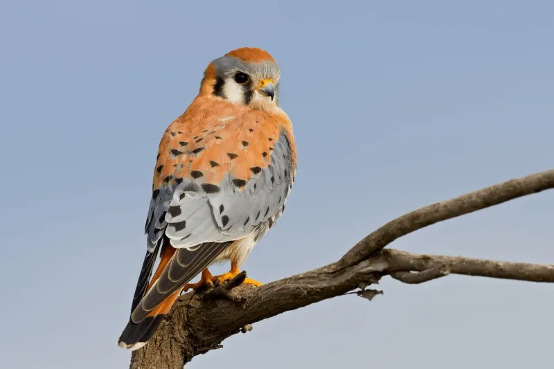 Meet Florida’s Small Falcon