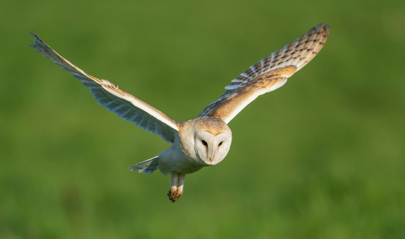 Barn Owls Are Not A Snake-Control Service