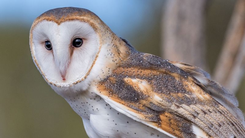 What the Title Gets Wrong About Owls and Plants