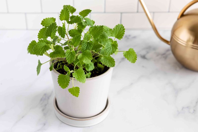 Grow Catnip In A Contained, Well-Drained Pot