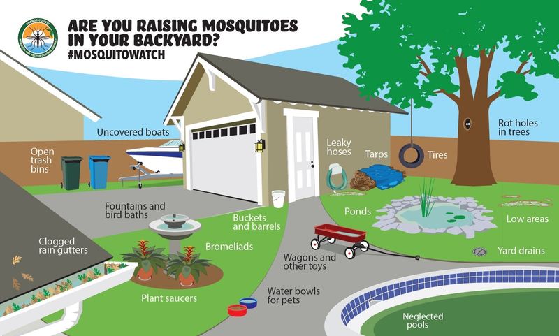 The Real Mosquito Fix Starts With Standing Water