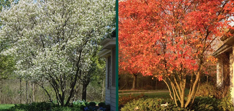 Serviceberry Kicks Off Spring And Feeds The Birds