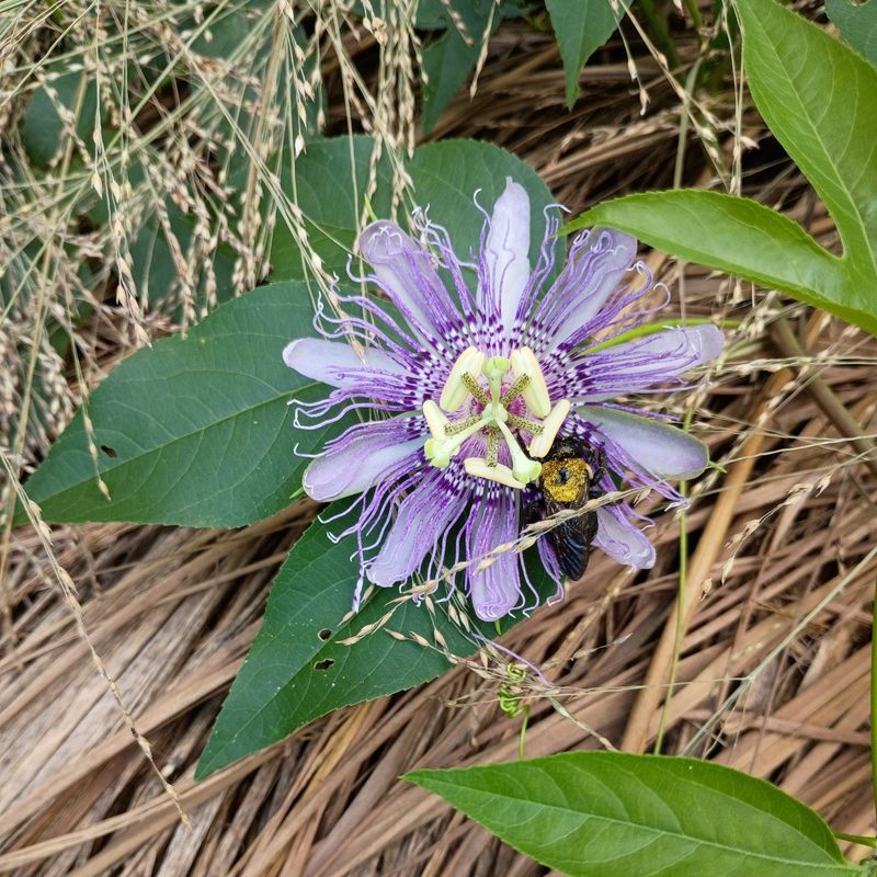 Choose a Passionflower That Fits Your Region and Space