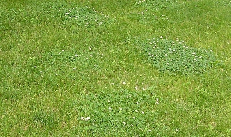 Manage Weeds And Ticks Separately