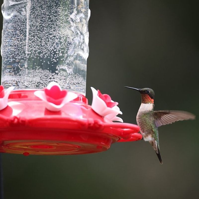 Fresh Nectar Keeps A Feeder Safe