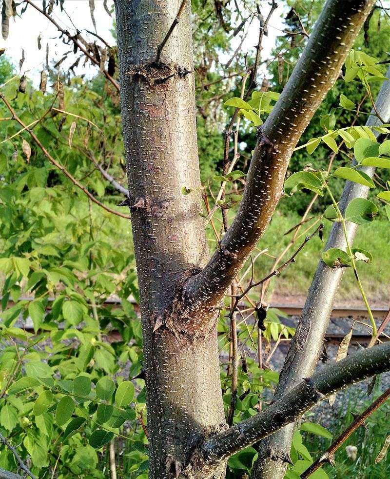A Valuable Tree Can Be A Poor Yard Tree