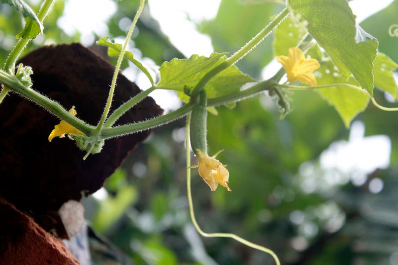 Find The Tiny Cucumber Behind The Bloom