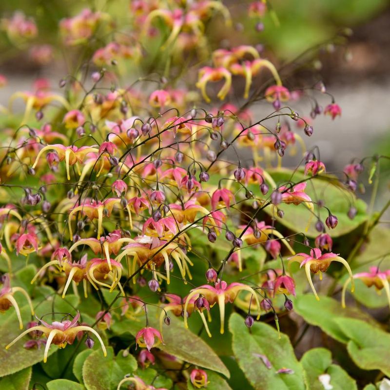 Barrenwort Creates A Low-Maintenance Carpet Of Delicate Blooms