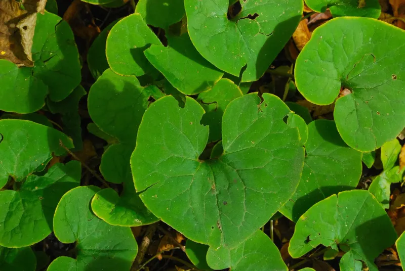 Canadian Wild Ginger Spreads Slowly For A Lush Shady Carpet