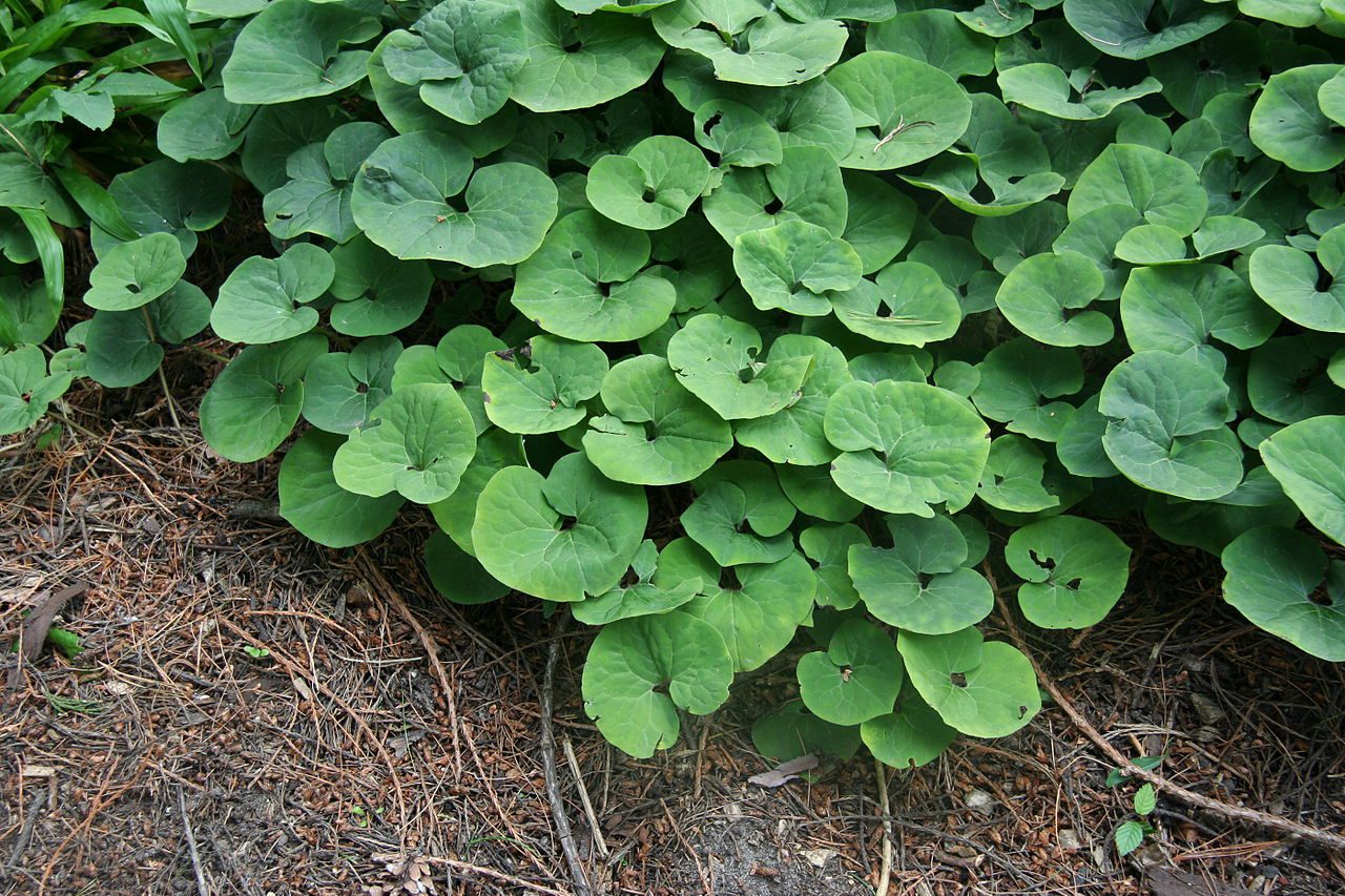 Wild Ginger Chokes Out Weeds In The Coolest Corners