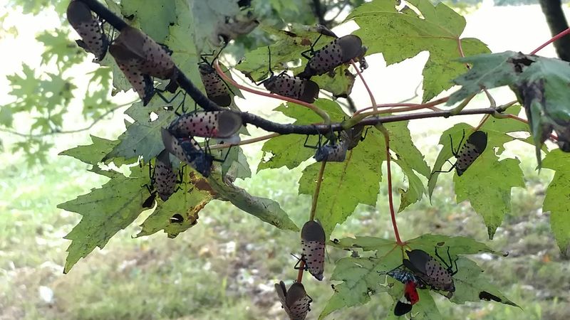 Use Targeted Control When Plants Face Heavy Pressure