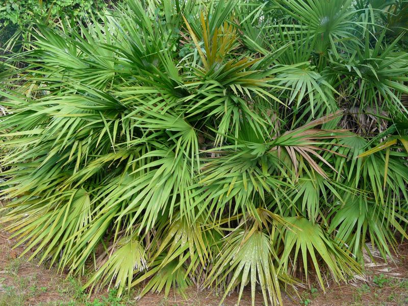 Choose Plants From Your Florida Region