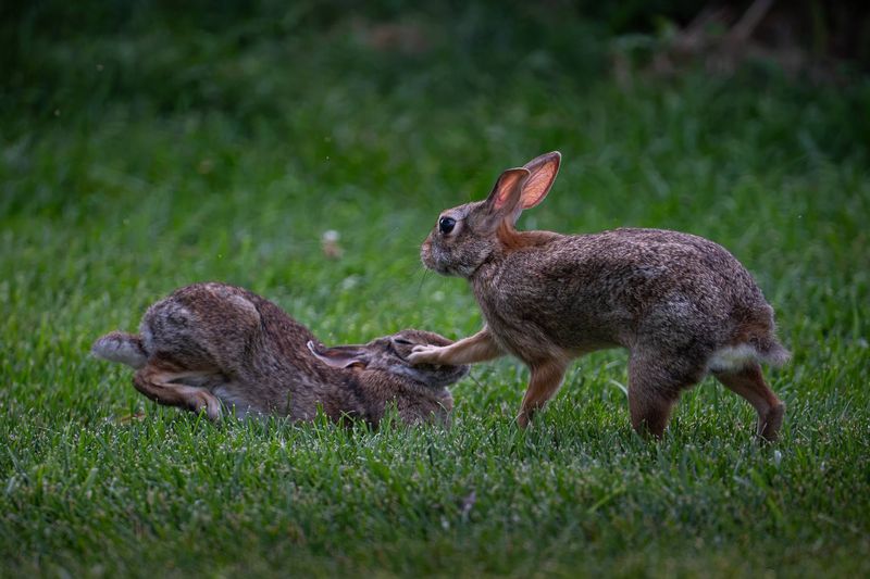 Are You Seeing One Rabbit or Several?