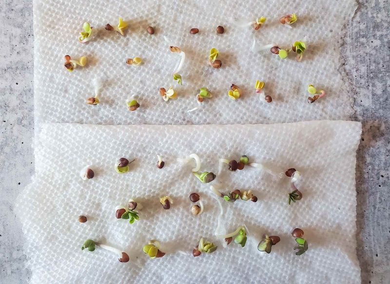 When Germination Fails, Test Before Guessing