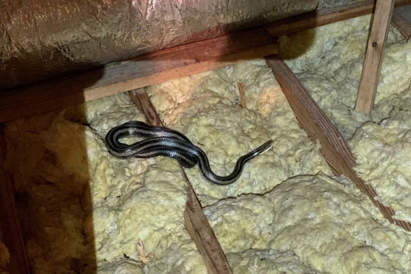 An Indoor Snake Requires More Caution