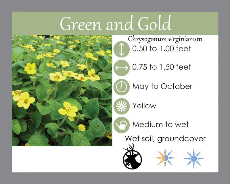 The Versatile Ground Cover For Mixed Light: Green-And-Gold