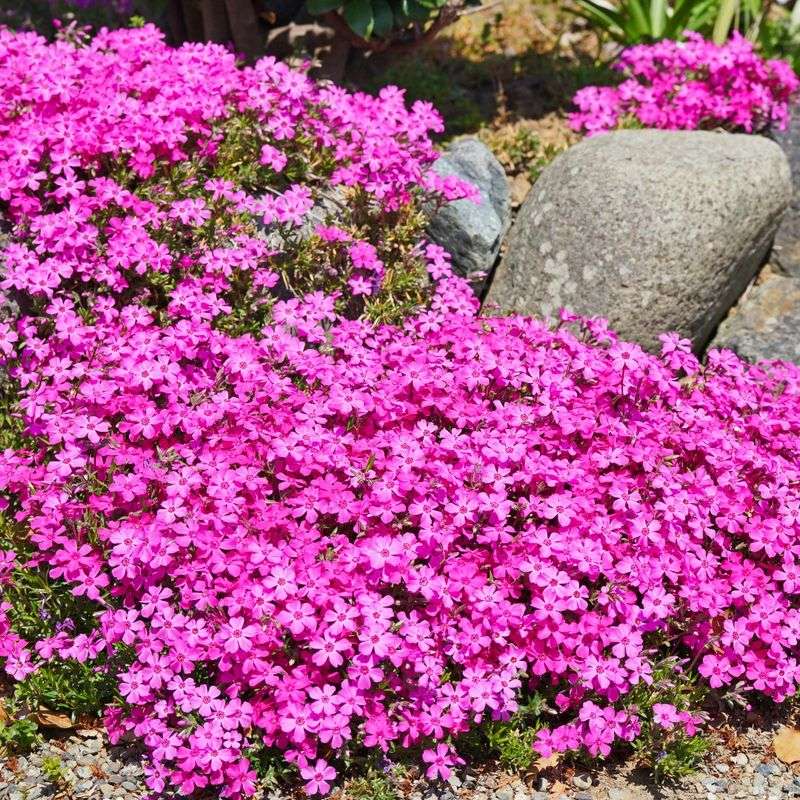 A Springtime Showstopper For Sun Or Part Shade: Creeping Phlox